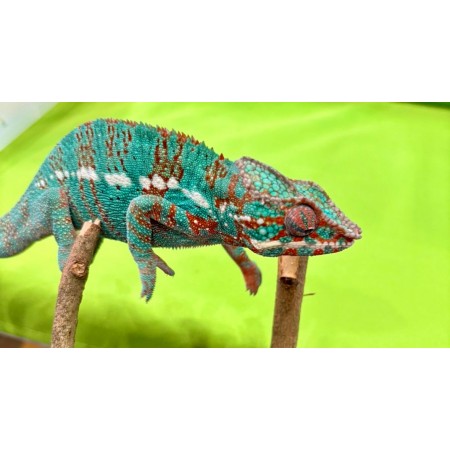 Furcifer pardalis "Ambilobe Extrem Blue" - Caméléon panthère
