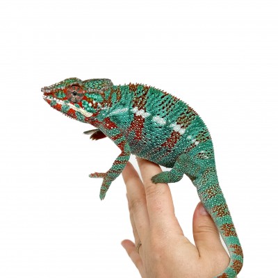 Furcifer pardalis "Ambilobe Extrem Blue" - Caméléon panthère