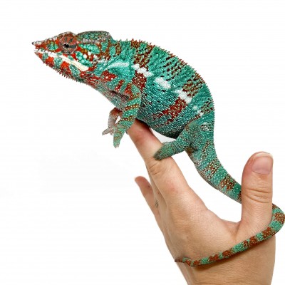 Furcifer pardalis "Ambilobe Extrem Blue" - Caméléon panthère