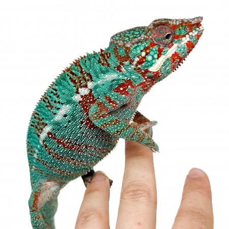 Furcifer pardalis "Ambilobe Extrem Blue" - Caméléon panthère