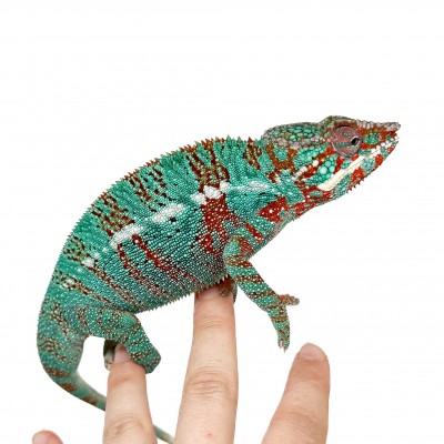 Furcifer pardalis "Ambilobe Extrem Blue" - Caméléon panthère