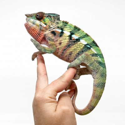 Furcifer pardalis "Ambilobe Picasso" - Caméléon panthère