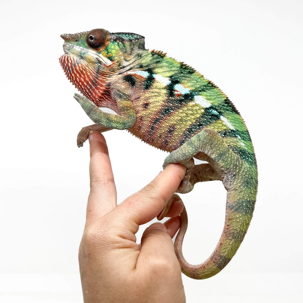 Furcifer pardalis "Ambilobe Picasso" - Caméléon panthère