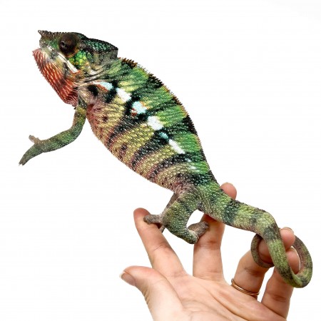 Furcifer pardalis "Ambilobe Picasso" - Caméléon panthère