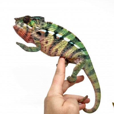 Furcifer pardalis "Ambilobe Picasso" - Caméléon panthère