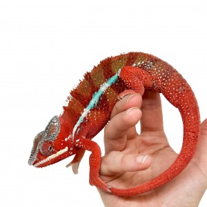 Furcifer pardalis "Ambilobe...