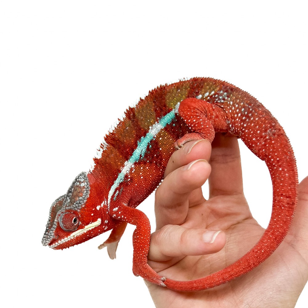 Furcifer pardalis "Ambilobe High Red" - Caméléon panthère