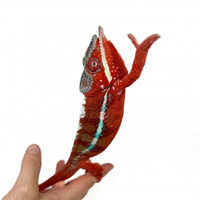 Furcifer pardalis "Ambilobe High Red" - Caméléon panthère