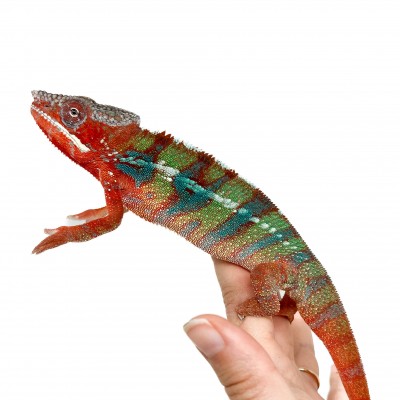 Furcifer pardalis ♂ "Ambilobe" Blue Bar Subadulte - Caméléon panthère