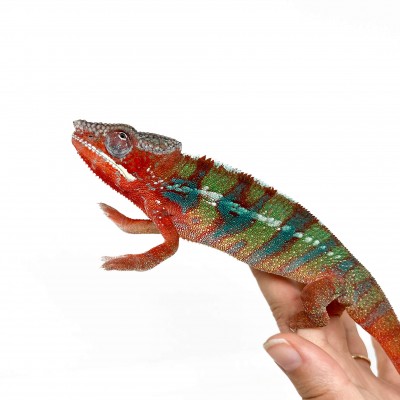 Furcifer pardalis ♂ "Ambilobe" Blue Bar Subadulte - Caméléon panthère