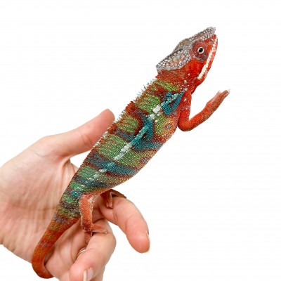 Furcifer pardalis ♂ "Ambilobe" Blue Bar Subadulte - Caméléon panthère