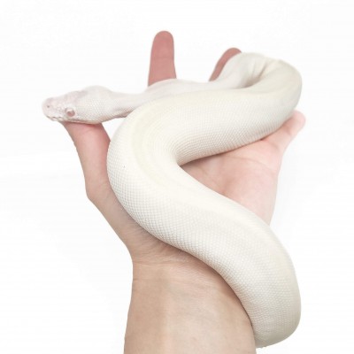 Python regius "Albino Karma" - Python royal