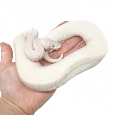 Python regius "Albino Karma" - Python royal