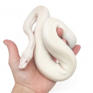 Python regius "Albino...