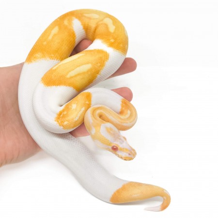 Python regius "Albino PIEBALD" - Python royal