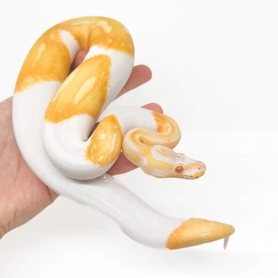 Python regius "Albino PIEBALD" - Python royal
