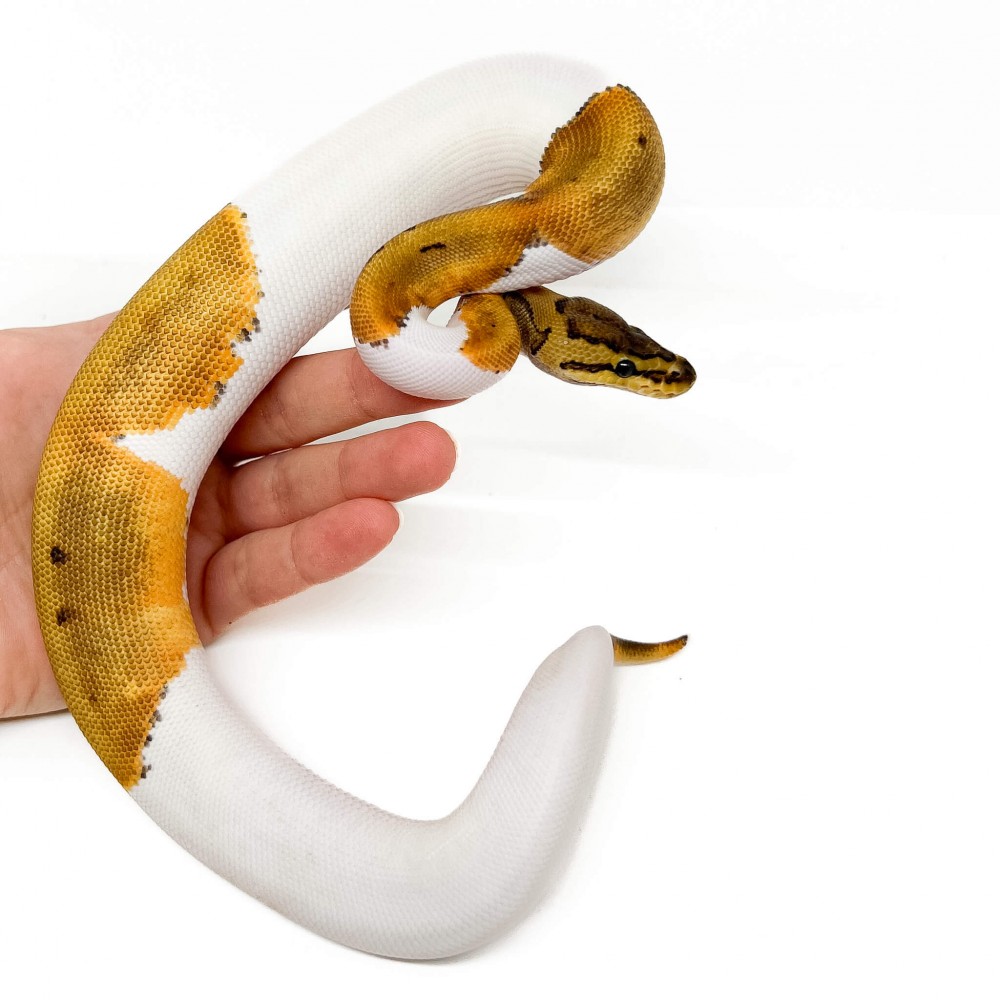 Python regius 