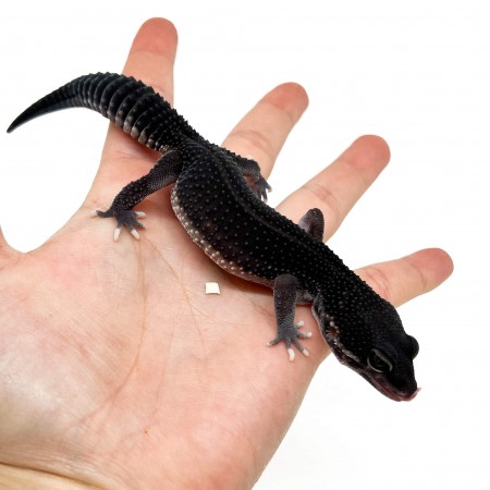 Eublepharis macularius "Black Night Eclipse" - Gecko léopard
