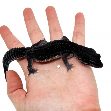 Eublepharis macularius "Black Night Eclipse" - Gecko léopard