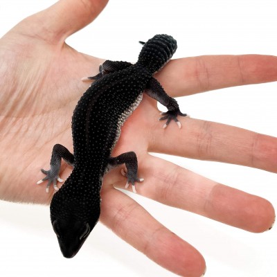 Eublepharis macularius "Black Night Eclipse" - Gecko léopard