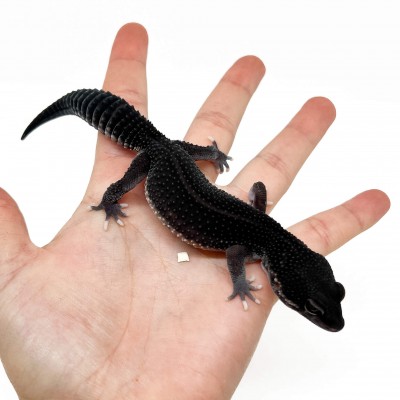 Eublepharis macularius "Black Night Eclipse" - Gecko léopard