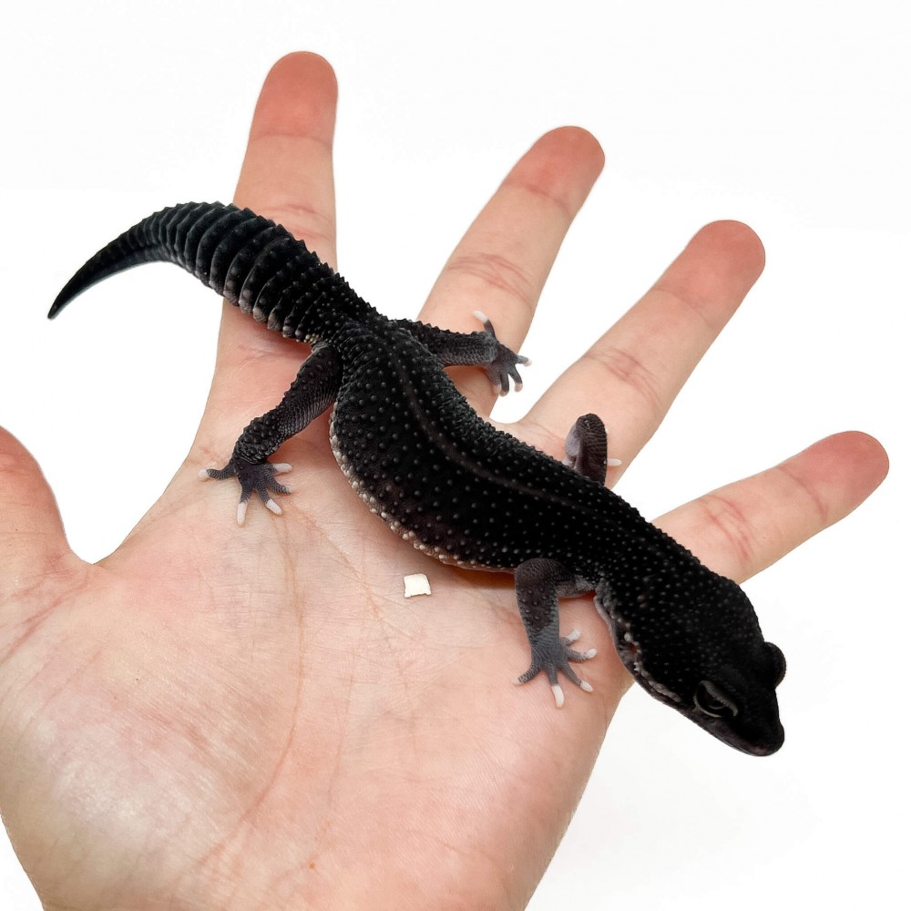 Eublepharis macularius "Black Night Eclipse" - Gecko léopard
