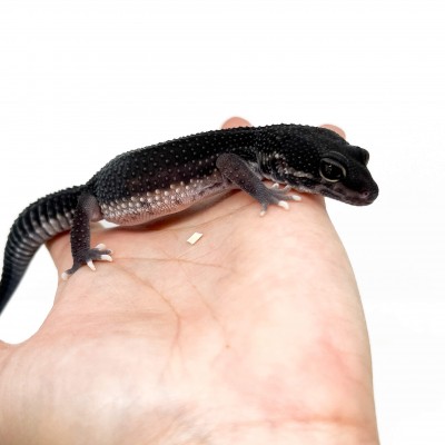 Eublepharis macularius "Black Night Eclipse" - Gecko léopard