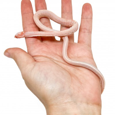 Pantherophis guttatus "Scaleless Tessera okeetee albinos" - Serpent des blés