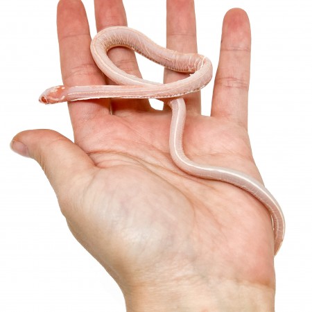 Pantherophis guttatus "Scaleless Tessera okeetee albinos" - Serpent des blés