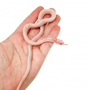 Pantherophis guttatus...