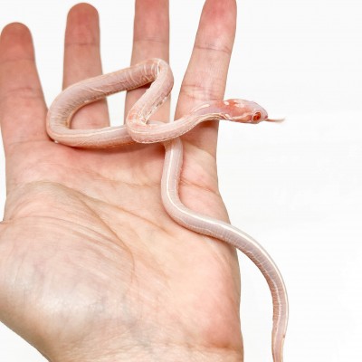 Pantherophis guttatus "Scaleless Tessera okeetee albinos" - Serpent des blés