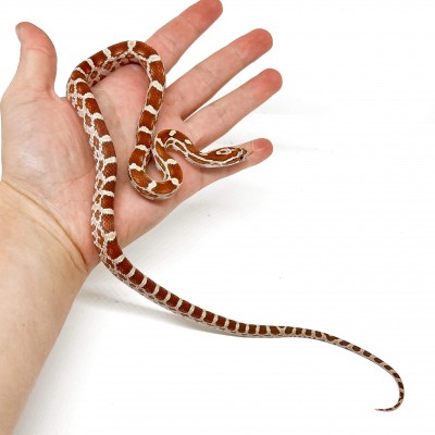 Pantherophis guttatus "Ultramel Butter het Scaleless" - Serpent des blés