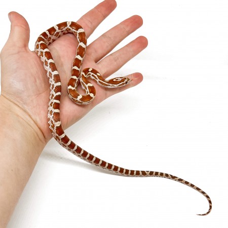 Pantherophis guttatus "Ultramel Butter het Scaleless" - Serpent des blés