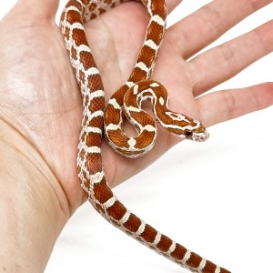 Pantherophis guttatus...