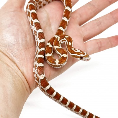 Pantherophis guttatus "Ultramel Butter het Scaleless" - Serpent des blés