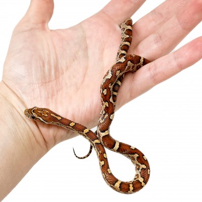 Pantherophis guttatus "Aztec het scaleless" - Serpent des blés