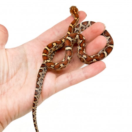 Pantherophis guttatus "Aztec het scaleless" - Serpent des blés