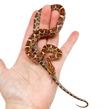 Pantherophis guttatus "Aztec het scaleless" - Serpent des blés