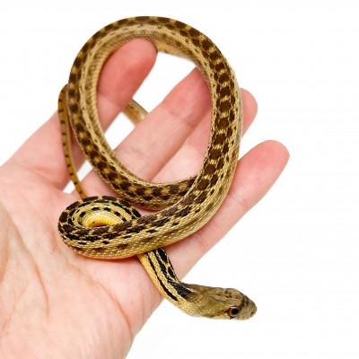 Pituophis catenifer annectens - Serpent taureau de San Diego