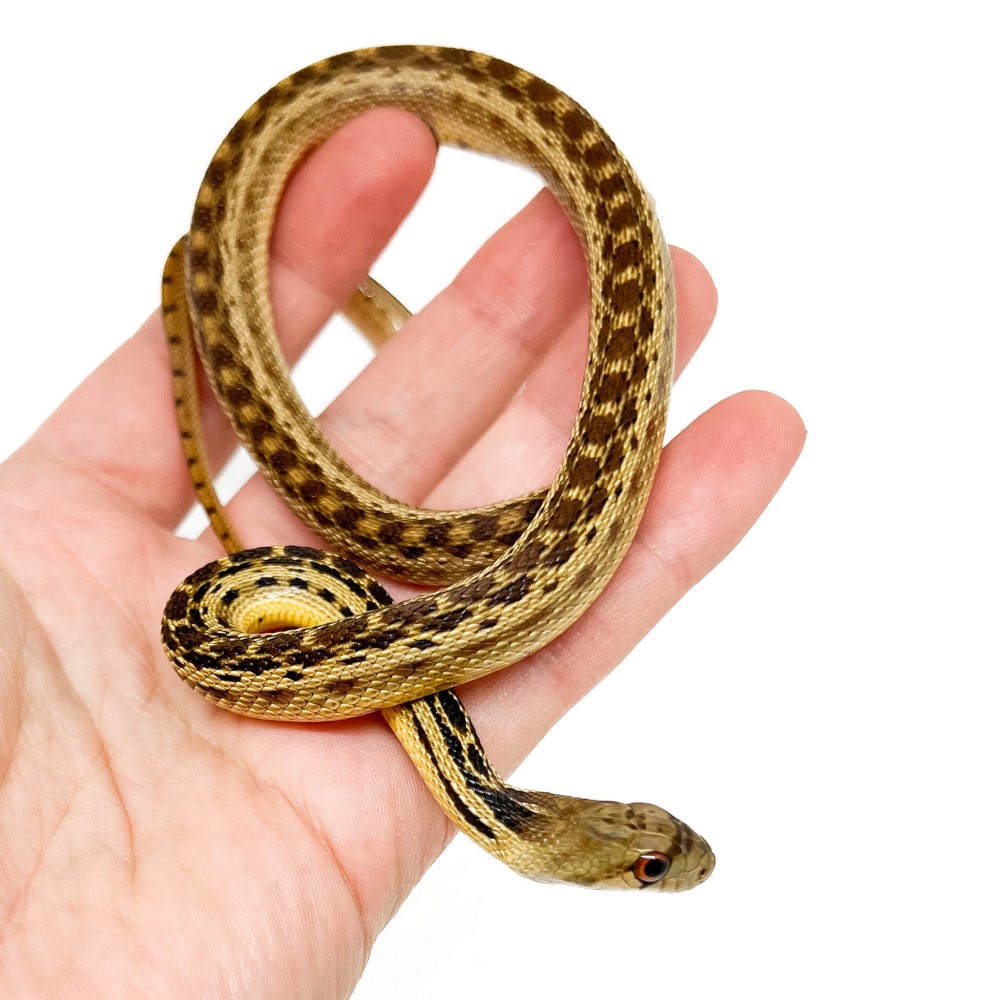 Pituophis catenifer annectens - Serpent taureau de San Diego