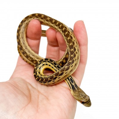 Pituophis catenifer annectens - Serpent taureau de San Diego