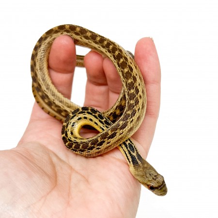 Pituophis catenifer annectens - Serpent taureau de San Diego
