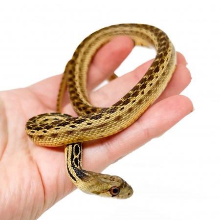 Pituophis catenifer annectens - Serpent taureau de San Diego