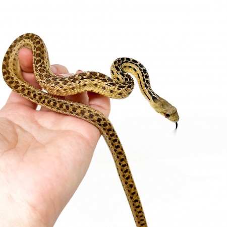 Pituophis catenifer annectens - Serpent taureau de San Diego