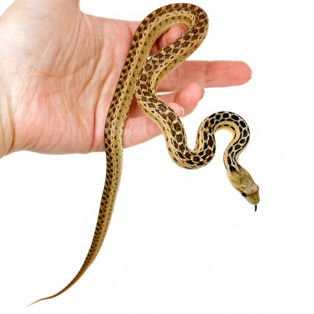 Pituophis catenifer annectens - Serpent taureau de San Diego