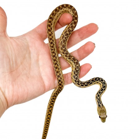 Pituophis catenifer annectens - Serpent taureau de San Diego