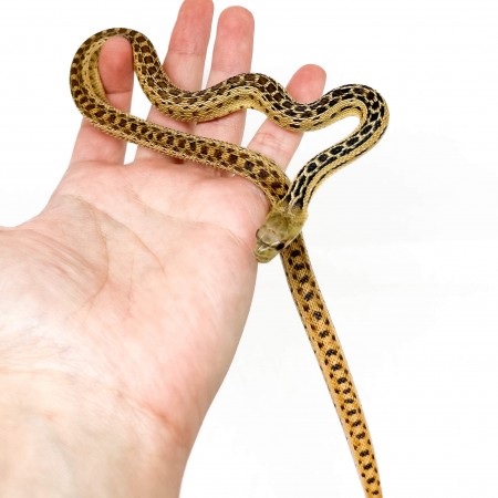 Pituophis catenifer annectens - Serpent taureau de San Diego