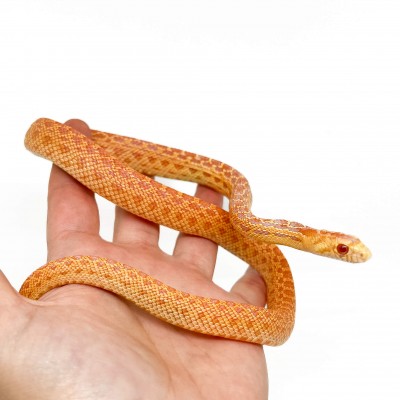 Pituophis catenifer annectens "Albinos" - Serpent taureau