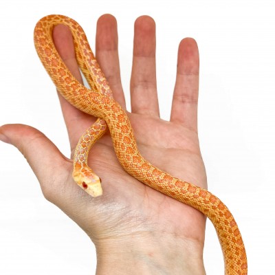 Pituophis catenifer annectens "Albinos" - Serpent taureau