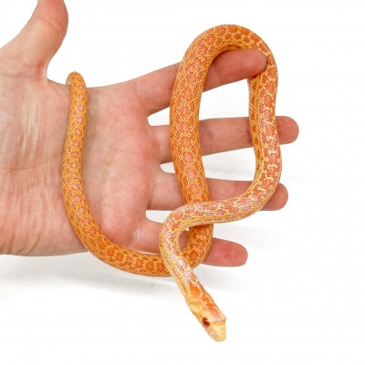 Pituophis catenifer annectens "Albinos" - Serpent taureau